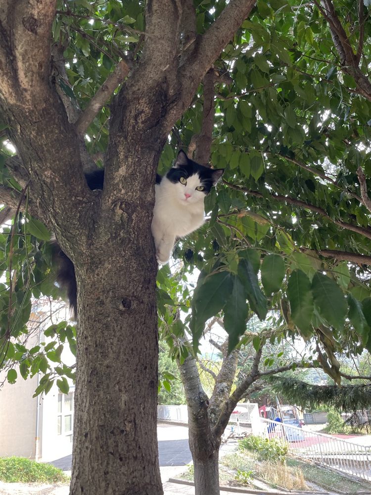 Asmar, chat noir et blanc, perché dans un arbre