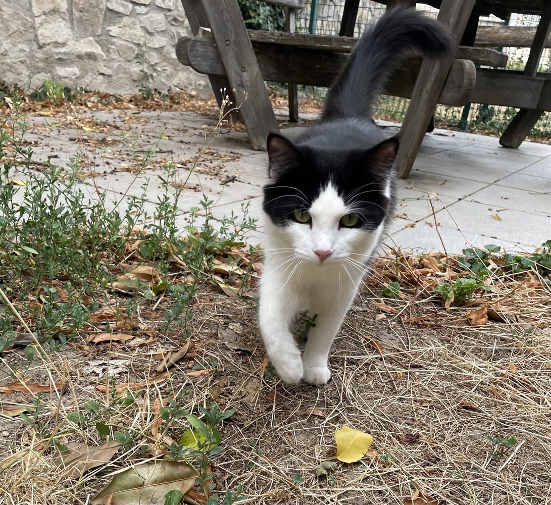 Asmar en promenade dans le jardin