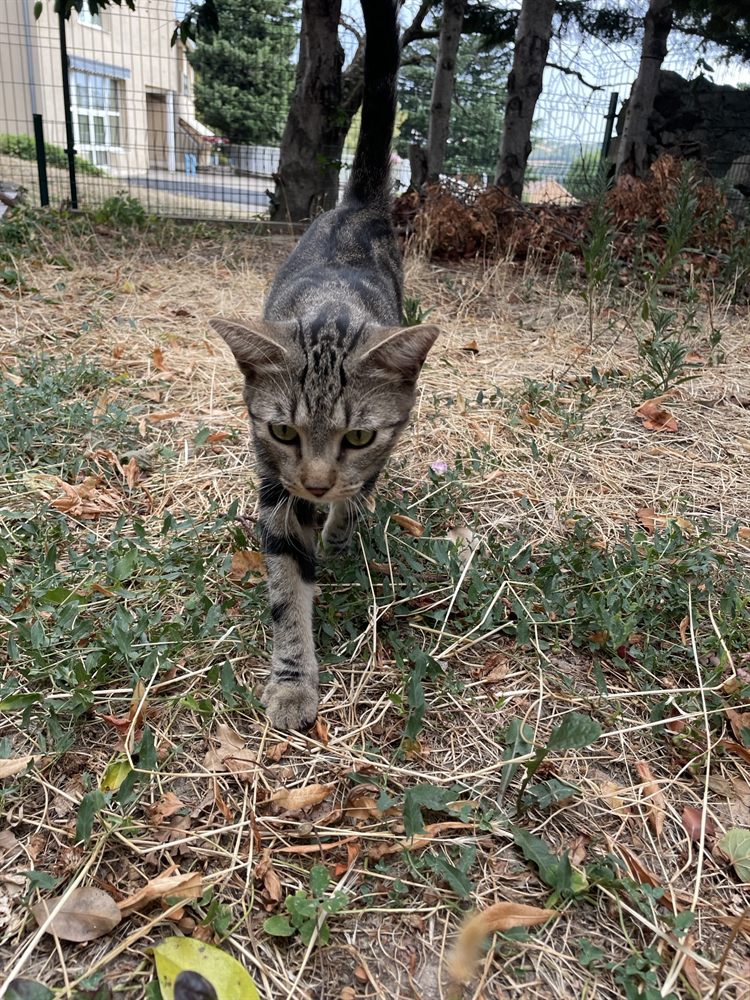 Azul, chat tigré, en approche dans l'herbe