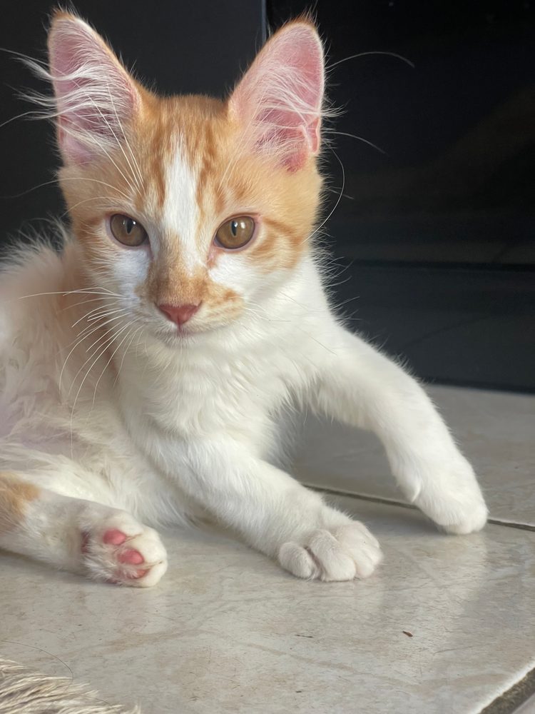 Jorge, chaton roux et blanc, étiré sur le flanc