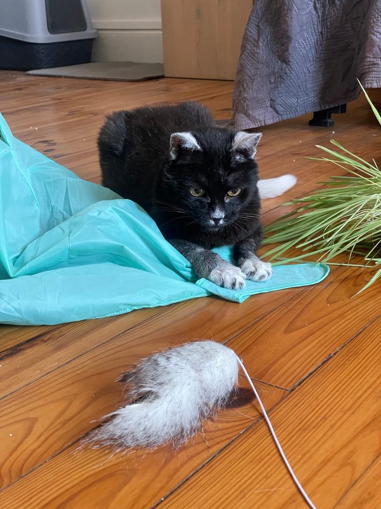 Marotte, chat noir, en plein jeu avec un plumeau