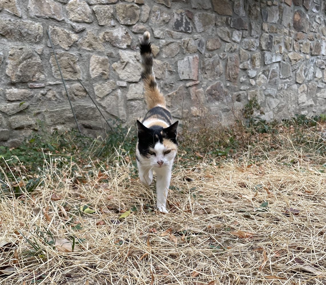 Navi, chat à la robe tricolore, le long d'un mur de pierre
