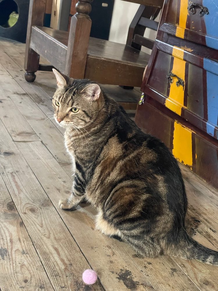 Sacha, chat tigré, assis sur un parquet ancien