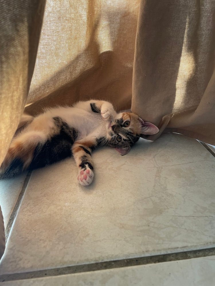 Toscan, chaton tigré et blanc, jouant sur un coussin