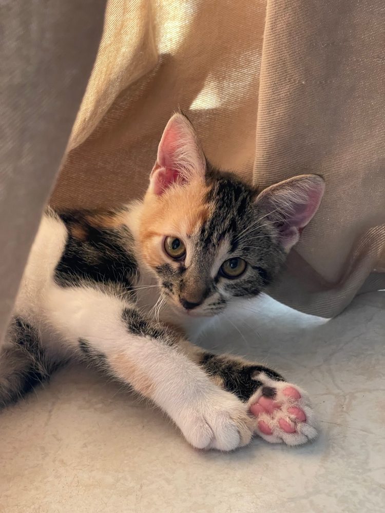 Toscan, chaton tigré et blanc, la patte tendue