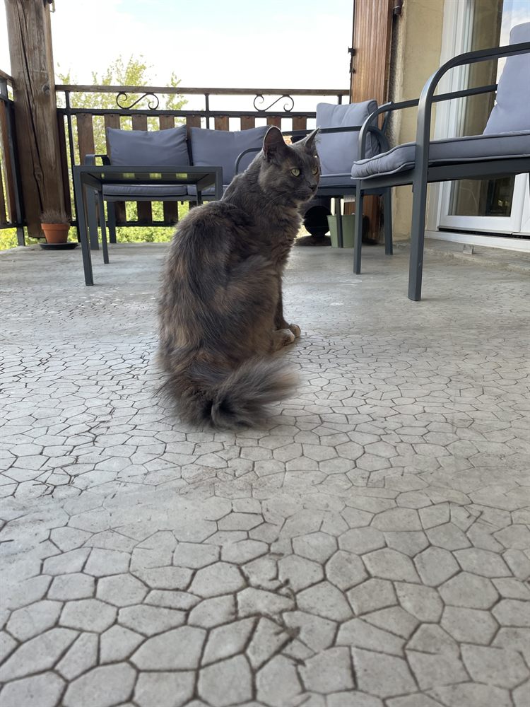 Zinnia, chat gris à poil long, assis sur la terrasse
